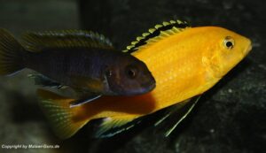 Labidochromis caeruleus 'yellow‘ Kakusa